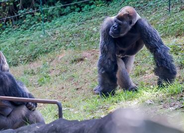 Varios gorilas del Zoo de Atlanta dan positivo a Covid-19