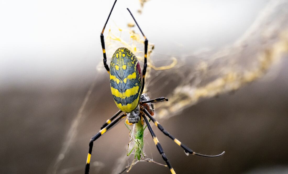 Estados Unidos en alerta por invasión de arañas voladoras venenosas. Foto: iSTOCK-David Hansche