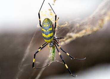 Estados Unidos en alerta por invasión de arañas voladoras venenosas
