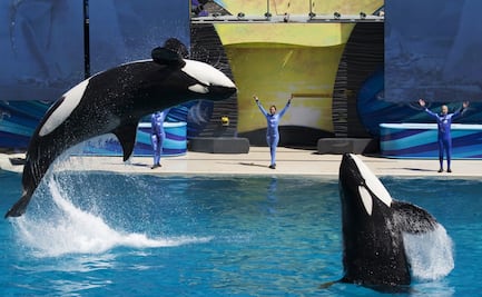 SeaWorld cambiará su espectáculo de orcas