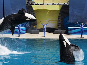 SeaWorld cambiará su espectáculo de orcas