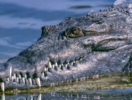 Caimán de 2.7 metros ataca a un joven de 14 años en un lago de Florida