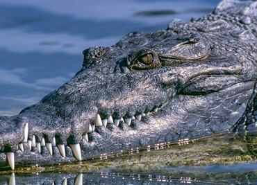 Caimán de 2.7 metros ataca a un joven de 14 años en un lago de Florida