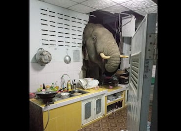 Video. Elefante irrumpe, una vez más, en cocina