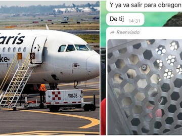 “Lo tuvieron 12 horas enjaulado”: hombre acusa que aerolínea olvidó a su perro