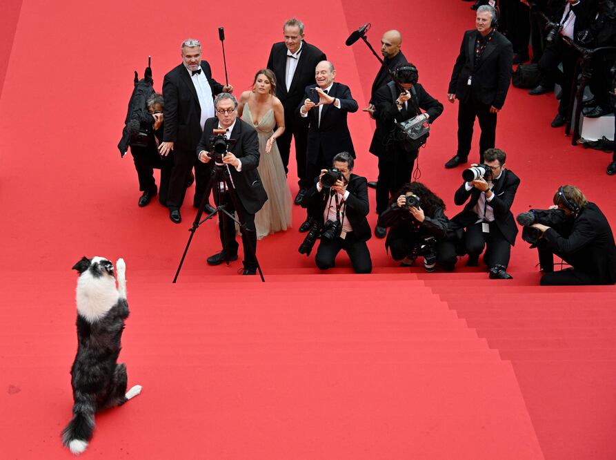 Messi conquista Cannes: El perro estrella de 'Anatomie d’une chute' se roba la alfombra roja. (Photo by Antonin THUILLIER / AFP)