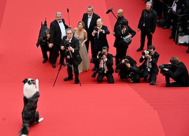 Messi conquista Cannes: El perro estrella de 'Anatomie d’une chute' se roba la alfombra roja. FOTOS