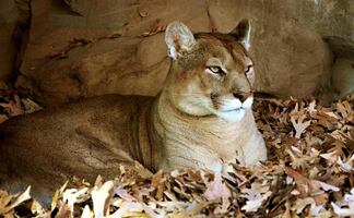 Niña de 9 años sobrevive a ataque de puma durante campamento