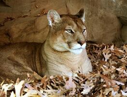 Niña de 9 años sobrevive a ataque de puma durante campamento