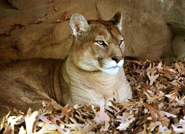 Niña de 9 años sobrevive a ataque de puma durante campamento