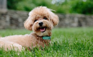 Empresa paga $20 mil dólares para que perros prueben cerveza ‘pet-friendly’ 