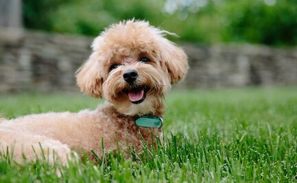 Empresa paga $20 mil dólares para que perros prueben cerveza ‘pet-friendly’ 