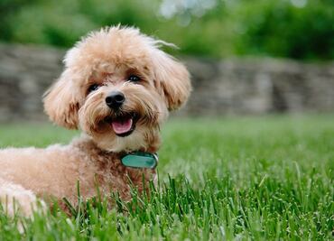 Empresa paga $20 mil dólares para que perros prueben cerveza ‘pet-friendly’