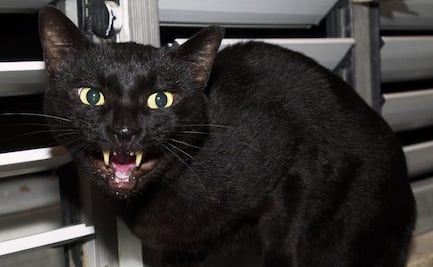 Las supersticiones detrás de los gatos negros