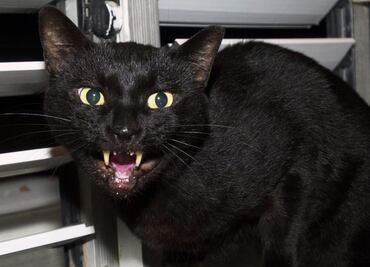 Las supersticiones detrás de los gatos negros