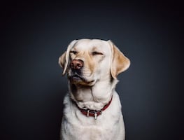 Cosas que le haces a tus perros y que realmente odian, según los expertos