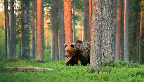 Oso mata a dos personas en un parque nacional en Canadá; guardabosques sacrifican al animal