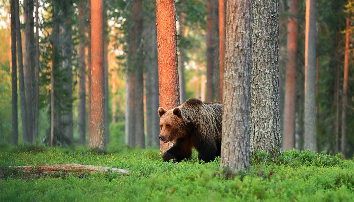 Tragedia en el Parque Nacional Banff: Mortal Ataque de Oso Pardo Deja Dos Víctimas. Foto iStock / ErikMandre