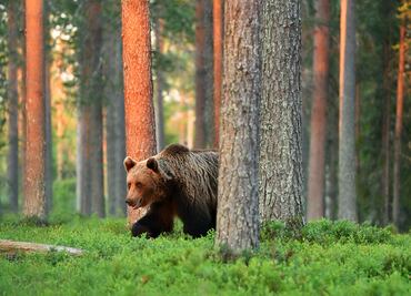 Oso mata a dos personas en un parque nacional en Canadá; guardabosques sacrifican al animal