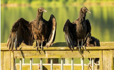 Alertan por gripe aviar en Florida; registran mortandad en 3 condados