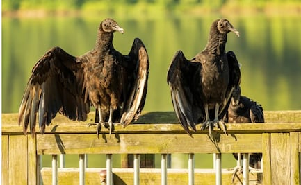 Alertan por gripe aviar en Florida; registran mortandad en 3 condados