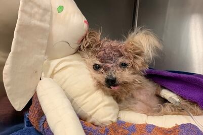 Muere perrita tras ser abandonada, con graves lesiones, en Filadelfia