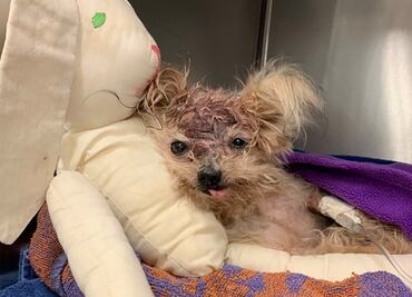 Muere perrita tras ser abandonada, con graves lesiones, en Filadelfia