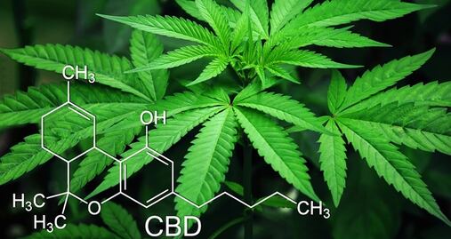 Universidad en Michigan ofrece 'licenciatura en marihuana'