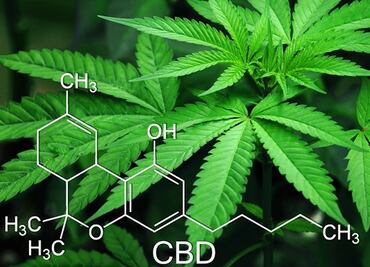 Universidad en Michigan ofrece 'licenciatura en marihuana'