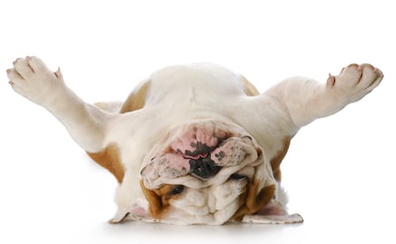 Día Nacional del Perro: por qué se celebra y los beneficios de tener uno