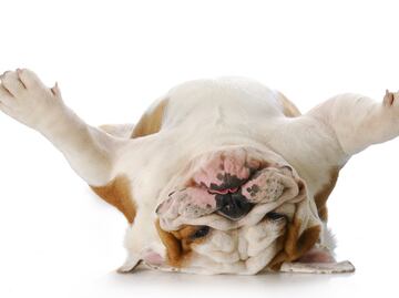 Día Nacional del Perro: por qué se celebra y los beneficios de tener uno