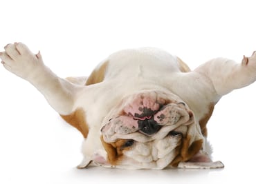 Día Nacional del Perro: por qué se celebra y los beneficios de tener uno