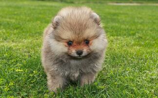 Las 7 razas de perros más pequeños del mundo 