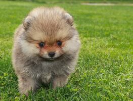 Las 7 razas de perros más pequeños del mundo