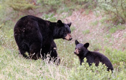 ¡Insólito! Osos quedan atrapados en un coche y lo destrozan por completo