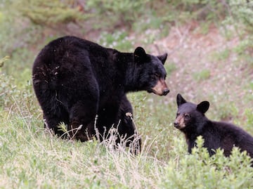 ¡Insólito! Osos quedan atrapados en un coche y lo destrozan por completo