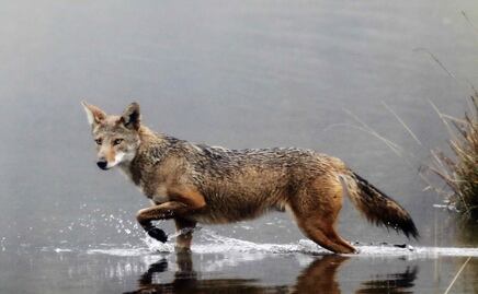 Hombre estrangula a un coyote rabioso que atacó a su hijo