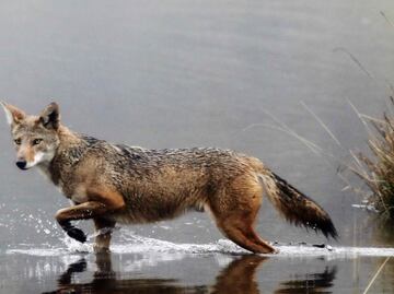 Hombre estrangula a un coyote rabioso que atacó a su hijo