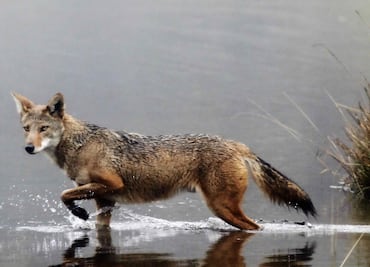 Hombre estrangula a un coyote rabioso que atacó a su hijo