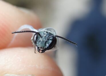 Encuentran en Florida una abeja azul que se creía extinta