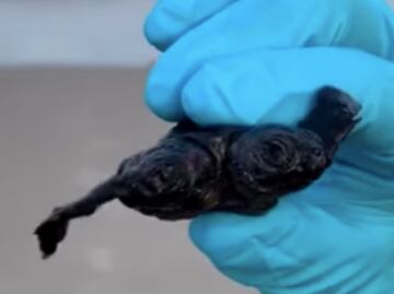 Encuentran extraña tortuga con dos cabezas en Carolina del Norte