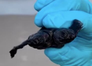 Encuentran extraña tortuga con dos cabezas en Carolina del Norte