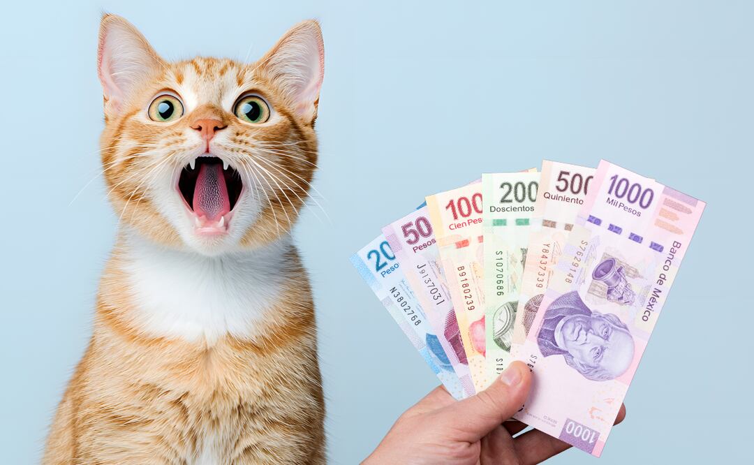 ¿Vale la pena tener un gato? Esto es lo que gastarás al año en México 2025. Foto: Canva