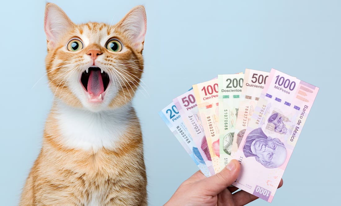 ¿Vale la pena tener un gato? Esto es lo que gastarás al año en México 2025. Foto: Canva