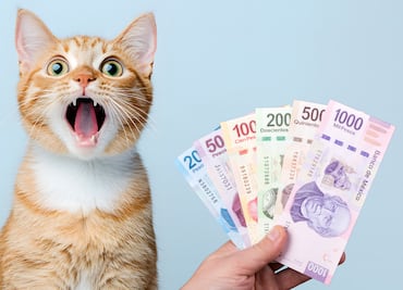 ¿Vale la pena tener un gato? Esto es lo que gastarás al año en México 2025