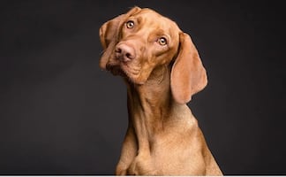 Cómo entrenar a tu perro para que aprenda en dónde hacer del baño