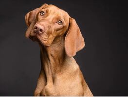 Cómo entrenar a tu perro para que aprenda en dónde hacer del baño