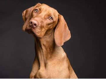 Cómo entrenar a tu perro para que aprenda en dónde hacer del baño