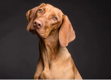 Cómo entrenar a tu perro para que aprenda en dónde hacer del baño