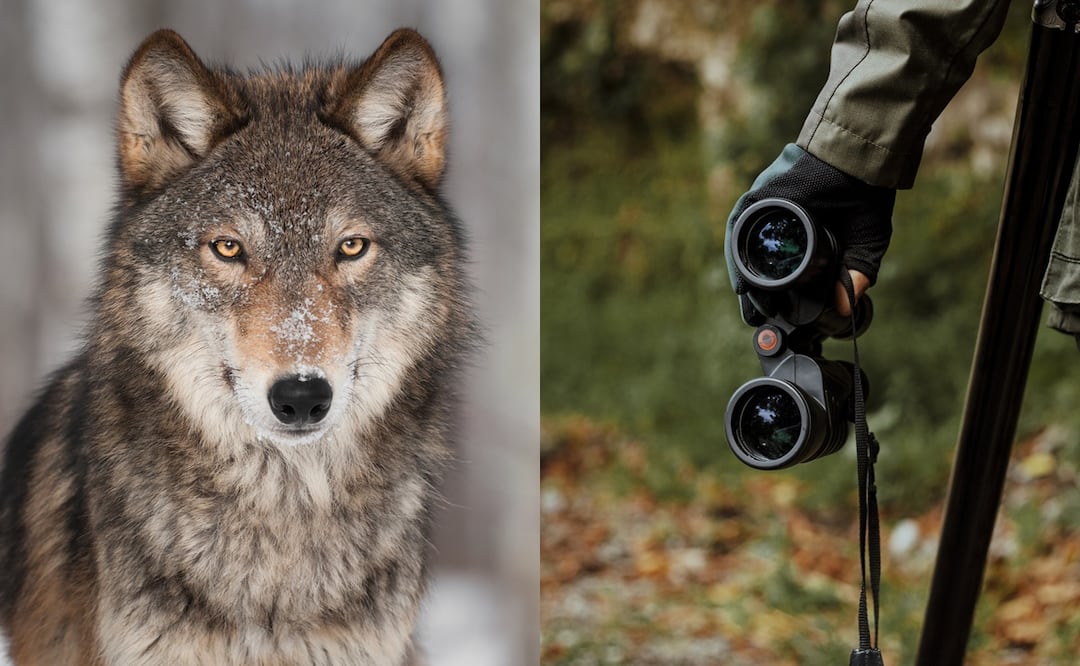 Cazador mata a lobo después de torturarlo y hacerlo desfilar en un bar en Estados Unidos; video causa indignación en redes. iStock/r.sakinmaz/hkuchera
